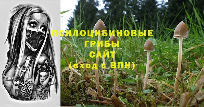 Псилоцибиновые грибы MAGIC MUSHROOMS  ОМГ ОМГ маркетплейс  Куровское  магазин   